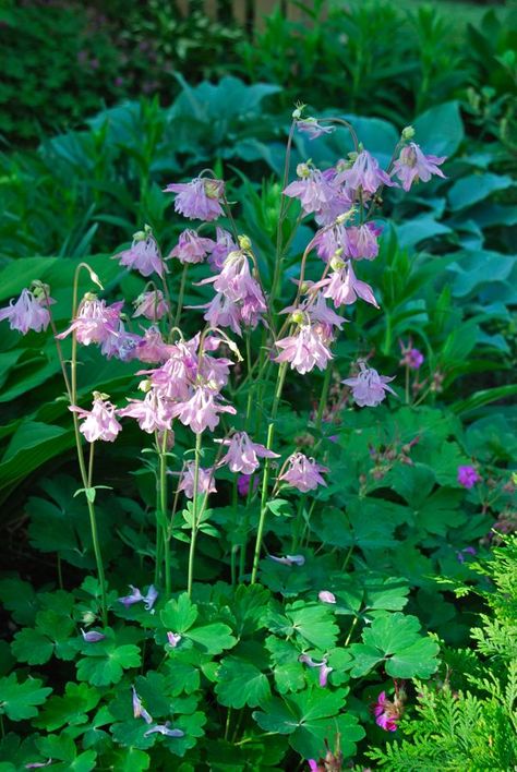 Akeleje. Aquilegia Vulgaris, Blue Hosta, Garden Shade, Shade Garden Plants, Columbine Flower, Shade Gardens, Pump House, Hummingbird Garden, Pink Plant