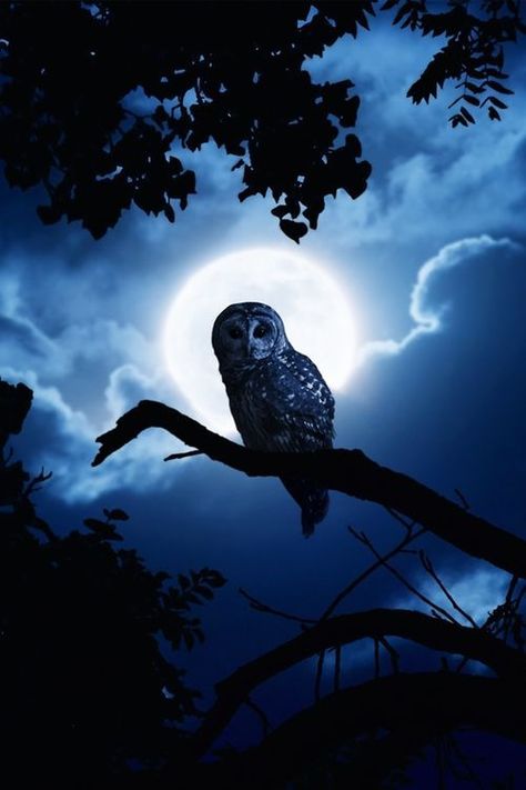 Owl Artwork, Owl Wallpaper, Owl Photos, Owl Pictures, Beautiful Owl, Owl Bird, Beautiful Moon, Night Owl, Owl Art