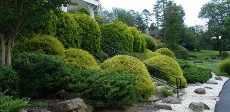 Planting trees and shrubs on a slope can be a challenge Slope Planting, How To Plant Trees, Hill Steps, Garden Entrances, Slope Garden, Front Yard Flowers, Trees Beautiful, Landscaping Trees, Evergreen Garden