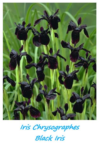 Herbaceous perennial with creeping rhizomes. Leaves linear and grayish green, to 70 cm long. Flowering stems 25–50 cm, hollow. Flowers reddish violet to very dark violet, almost velvety black, 6–9 cm in diameter, outer petals usually with golden yellow stripes. Deliciously fragrant. Iris chrysographes, commonly known as the black iris, is a plant species that belongs to the genus Iris. It is native to S China and Myanmar (Burma), growing in meadows, streamsides, hillsides and forest margins. Goth Garden, Gothic Garden, Midnight Garden, Black Garden, Dark Flowers, Moon Garden, White Gardens, Iris Flowers, Black Flowers