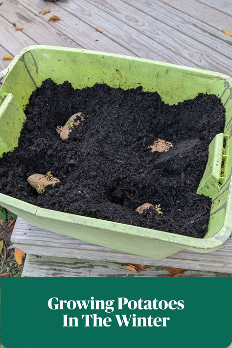 I am doing an experiment! Growing potatoes inside during the winter. Growing Potatoes In Buckets, How To Grow Potatoes In A Container, Growing Potatoes In A Bag, Ways To Grow Potatoes, Growing Potatoes In Containers, Potatoes In Containers, Grow Potatoes In Container, Plant Potatoes, Container Potatoes