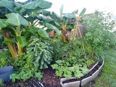 Planting a Food Forest on a Shoestring Budget - Living Roots Eco Design Florida Food Forest, Food Garden Design, Food Forest Design, Cuban Oregano, Food Forest Garden, Indoor Farming, Pigeon Peas, Tropical Food, Permaculture Gardening