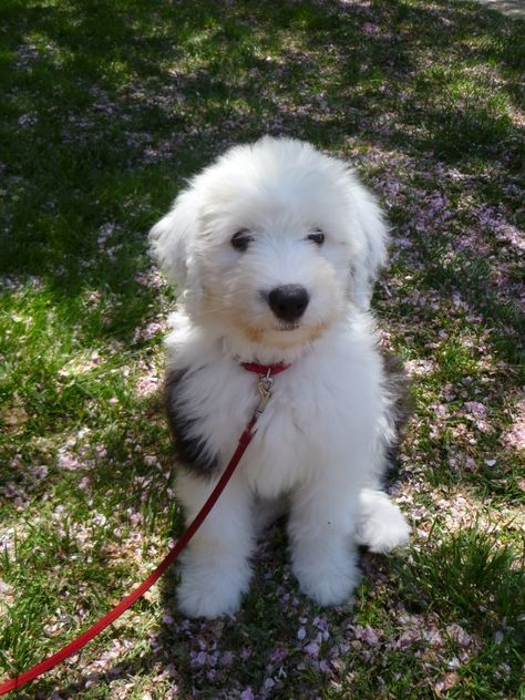 My Old English Sheepdog puppy Dallas - 10 wks old. Looks like our beloved Fletcher! Hi, Fletcher! We love and miss you so so so! English Sheepdog Puppy, Old English Sheepdog Puppy, Sheepdog Puppy, Lovers Tattoo, Sheep Dog Puppy, English Dogs, Tattoos For Dog Lovers, English Shepherd, Puppies And Kitties