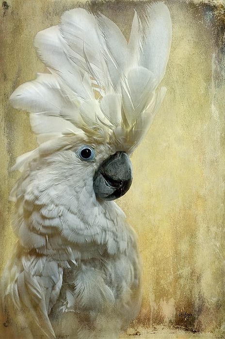 White Cockatoo, Online Contest, Bird Art Print, Poster Abstract, Birds Painting, Artist Canvas, Bird Art, Animal Paintings, Beautiful Birds