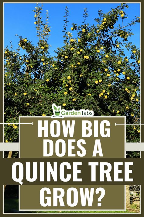 The Quince Tree (Cydonia oblonga) is a hardy, deciduous fruit tree with fragrant, pink or white flowers in early spring. It produces large, yellow, apple-like fruits high in pectin and used in cooking. Growing up to 20ft tall, Quince Trees prefer full sun and well-draining soil. They have a spreading canopy of dark green leaves that turn golden-yellow in the fall, making them an attractive addition to any landscape. Apricot Tree Guild, Nut Tree Guild, Quince Tree Garden, Pecan Trees Growing, Fast Growing Fruit Trees, Quince Tree, Quince Fruit, Nut Trees, Tree Growth