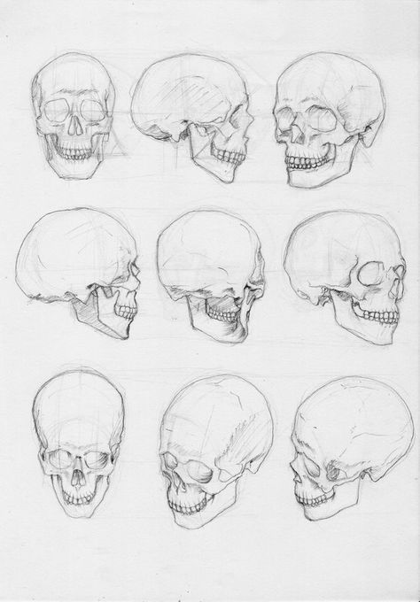 Skull Drawing Sketches, Body Studies, Skull Anatomy, Skull Reference, Skull Sketch, Skeleton Drawings, Skull Art Drawing, Drawing Lesson, Human Anatomy Drawing