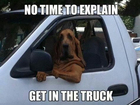 No time to explain... Get in the truck Humor Animal, Get In The Car, Funny Dog Memes, Funny Dog Pictures, Jolie Photo, In The Car, Funny Animal Pictures, Dog Memes, Cute Funny Animals