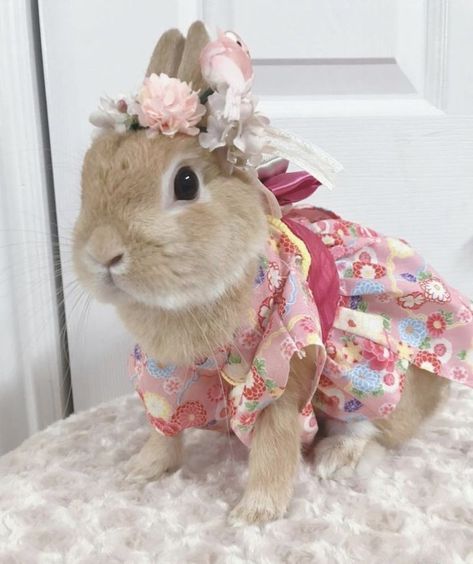 Bunnies In Dresses, Coquette Easter, Bunny In Dress, Tiny Baby Animals, Pekin Duck, Bunny Fashion, Rabbit Clothes, Beautiful Rabbit, Cute Bunny Pictures