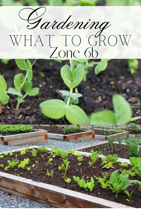 Zone 6b Gardening, Garden Bed Edging, When To Plant Seeds, Growing Wheat, Vegetable Flowers, Growing Beets, Farming Lifestyle, Forest Gardens, Growing Raspberries