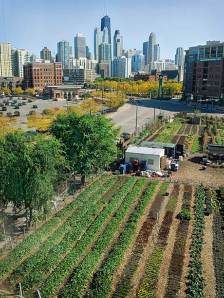 Financing Urban Agriculture: a Growing Field of Possibilities Aquaponics Fish, Aquaponics Diy, Urban Farmer, City Farm, Urban Agriculture, Urban Farm, Aquaponics System, Sustainable Agriculture, Chicago City