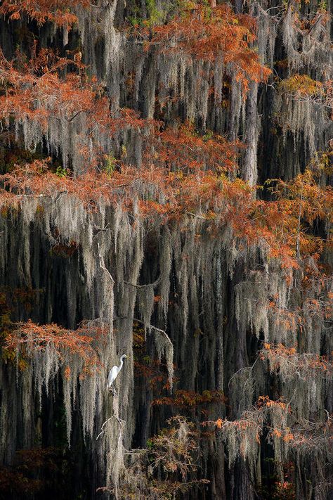 2011 Audubon Magazine Photography Awards: Top 100 | Audubon Swamp Louisiana, Swamp Landscape, Louisiana Swamp, Cypress Swamp, Great Egret, Louisiana Art, White Egret, South Louisiana, Cypress Trees