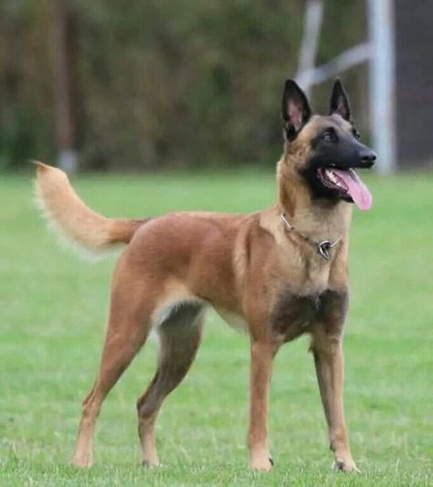 ,❤️Belgian  Malinois Lovers❤️ | Say somthing about this prince 🥰🐶 | Facebook Malinois Funny, Berger Malinois, Belgium Malinois, Psychiatric Service Dog, Malinois Puppies, Belgian Malinois Dog, Dog Breeds List, Military Working Dogs, Malinois Dog