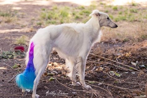 Dog Hair Dye, Dog Dye, Silken Windhound, The Resident, Service Dog, Pet Life, Pride Flag, I Forgot, Service Dogs