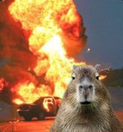 Goofy Capybara, Capybara Memes Funny, Cappy Berra, Christmas Capybara, Capybara Meme, Capybara Funny, Capybara Pet, Capybara Cute, Funny Gaming Memes