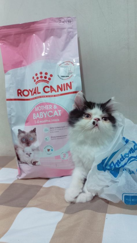 BA Royal Canin & Indomaret Royal Canin, Stronger Immune System, Health And Nutrition, Pet Shop, Kittens