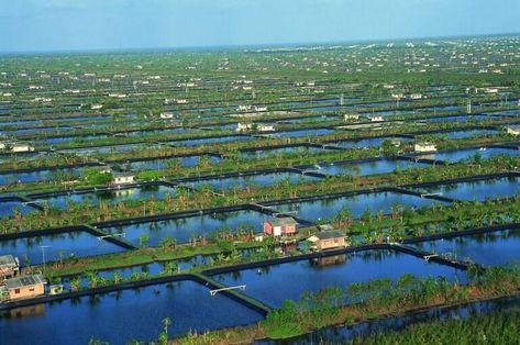 Tilapia Fish Farming, Integrated Farming, Shrimp Farming, Fish Pond Gardens, Modern Agriculture, Outdoor Ponds, Tropical Aquarium, Natural Pond, Backyard Vegetable Gardens