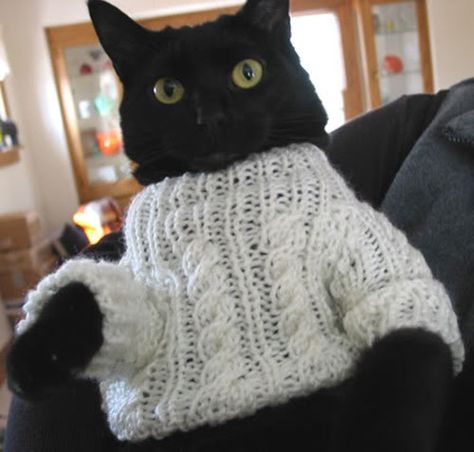 Cat in cable #knit sweater.  I have never met a cat that would let me put a sweater on him/her.  This is a very special cat! A Black Cat, Funny Cat Memes, Cat Clothes, Cats Meow, Black Cats, Crazy Cat Lady, Crazy Cats, Cat Pics, Cat Love