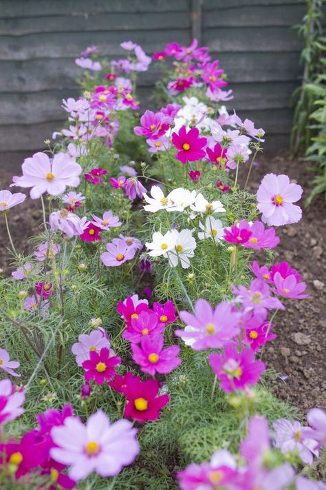 Cosmos Flowers Garden, Garden Beds Layout, Raised Garden Beds Layout, Garden Cosmos, Garden Ideas Backyard, Flowers Cosmos, Small Flower Gardens, Yard Makeover, Cosmos Flowers