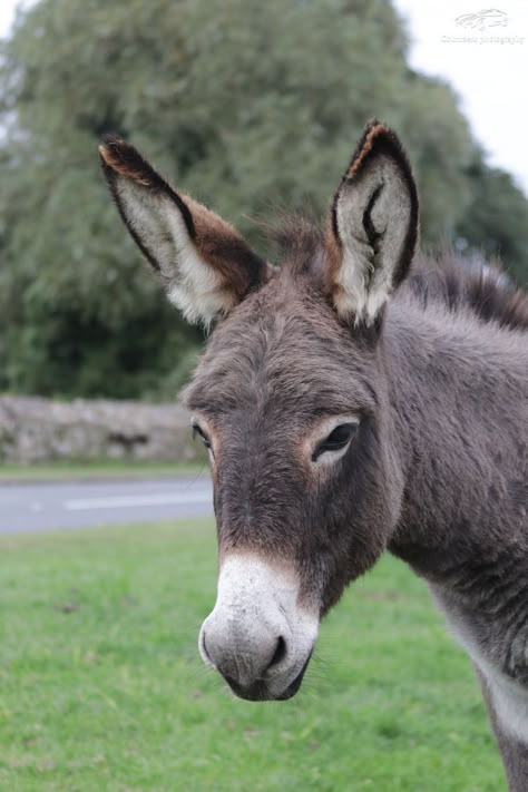 Donkey Anatomy, Donkey Pictures, Donkey Images, Donkey Drawing, Beast Of Burden, Farm Animal Paintings, Baby Donkey, Cute Donkey, Anatomy Sculpture