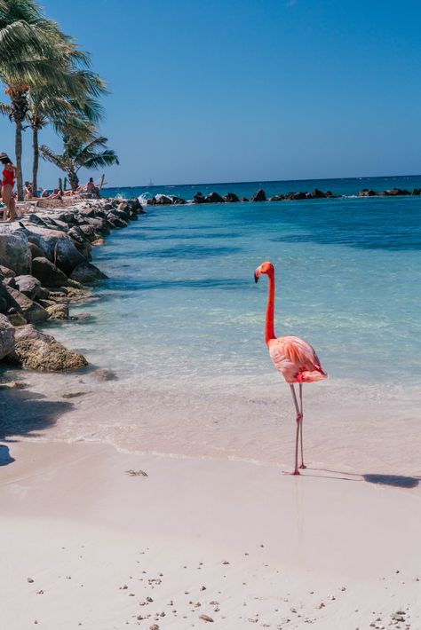 Flamingo Island Aruba, Aruba Sunset, Playa Flamingo Costa Rica, Aruba Flamingo Beach, Curacao Beaches, Aruba Beach, Greater Flamingo Photography, Aruba Travel, Nature Vibes