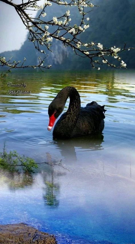 Flying Art, Swan Pictures, Higher Purpose, Swans Art, Bird Flying, Beautiful Swan, Art Water, Number 6, Nature Birds