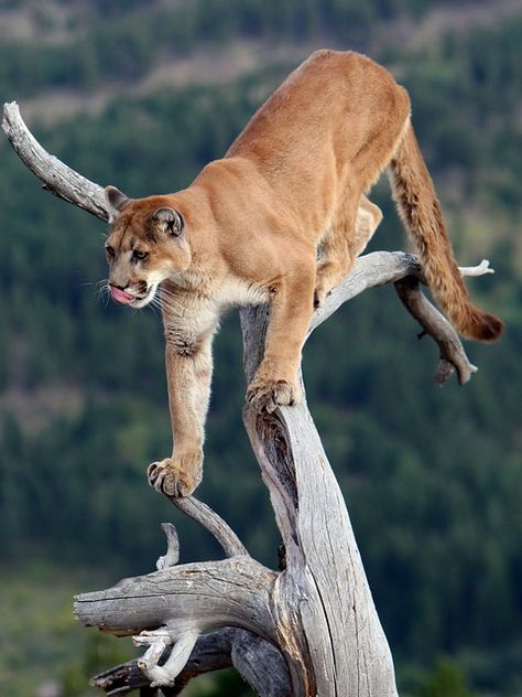 Puma in a tree #14 | Canon EOS 1D Mk111, EF 70-200mm f/2.8L … | Flickr Mountain Lions, Exotic Cats, Mountain Lion, Puma Cat, Majestic Animals, Cat Family, Cat Boarding, Small Cat, Large Cats