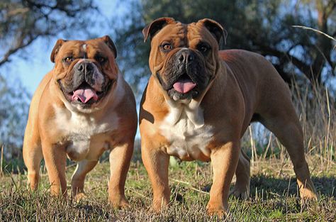 The Australian Bulldog bears a striking resemblance to the English Bulldog. Australian Bulldog, Friendly Dog Breeds, Dog Breeding, Malamute Puppies, Bulldog Breeds, Puppy Day, Rapper Art, The Boxer, Bull Dogs