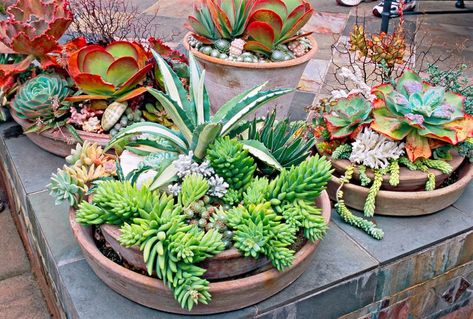 25 Outdoor Succulent Container Ideas that Resist Heat and Drought Sustainable Landscape Design, Paddle Plant, Echeveria Imbricata, Sustainable Landscape, Diy Container Gardening, Fall Container Gardens, Ghost Plant, Container Garden Design, Plant Tray