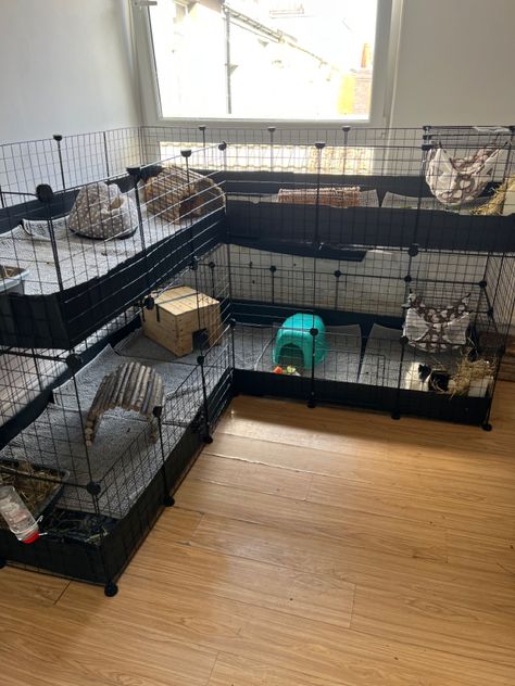 C C Cage Guinea Pigs Ideas, Guinea Pig Set Up, Guinea Pig Cage Setup Ideas, Guinea Pigs Cage Ideas, Aesthetic Guinea Pig Cage, Guinea Pig Enclosure, Bunny Enclosure, Ferret Ideas, Guinea Pig Information