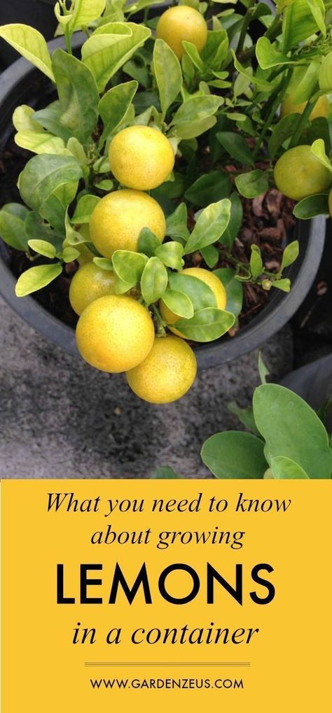 Growing Lemons, Growing Lemon Trees, Gemüseanbau In Kübeln, How To Grow Lemon, Indoor Vegetables, Lemon Trees, Container Garden Design, Container Vegetables, Indoor Vegetable Gardening