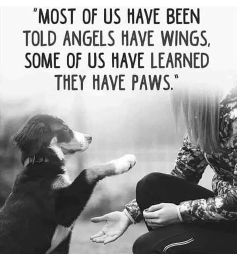 Angels among us Dog Poems, Dog Lover Quotes, Dog Quotes Love, Labradoodle, Animal Quotes, Dog Quotes, A Quote, Animals Friends, I Love Dogs