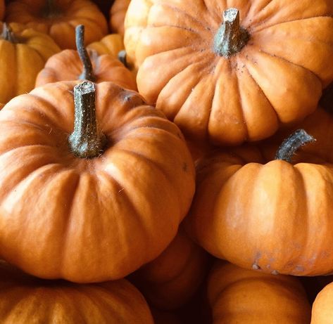 mini pumpkins 🍂 Tiny Pumpkin Design, Pumpkin With Mini Pumpkin Inside, Small Pumpkin Inside Big Pumpkin, Mini Crocheted Pumpkins, Tiny Crochet Pumpkin Pattern, Pumpkin Photography, Tiny Pumpkins, Pumpkin Photos, Mini Pumpkins