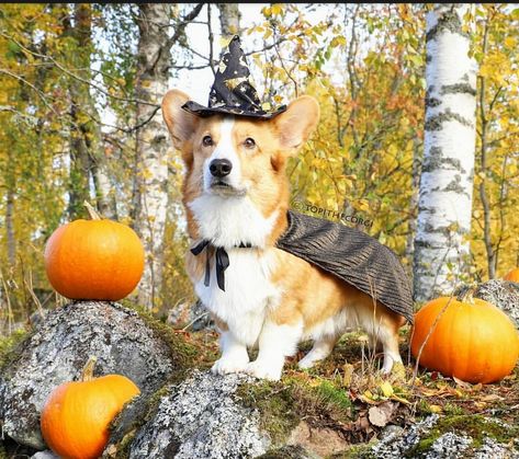 Corgi Halloween, Corgi Wallpaper, Louisiana Art, 2020 Calendar, Cute Corgi, Halloween Images, Pet Hacks, Cute Animal Photos, Halloween Wallpaper