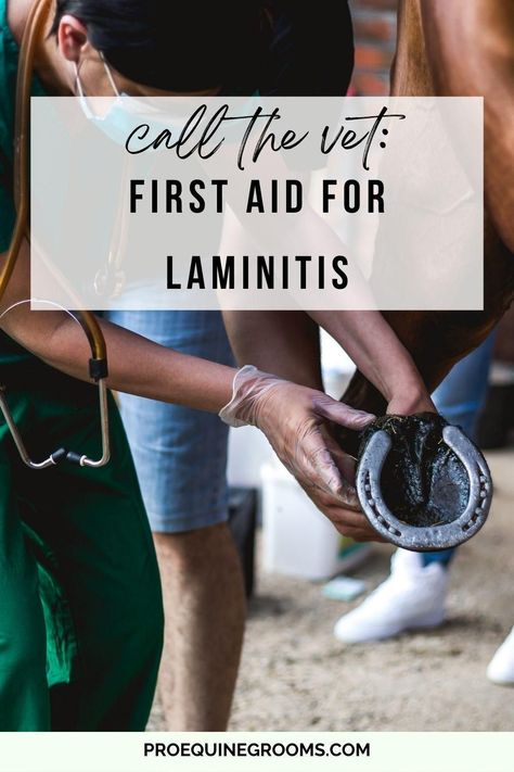 Laminitis In Horses, Normal Vital Signs, Swollen Knee, Equine Therapy, Hoof Care, Metabolic Disorders, Thoroughbred Horse Racing, Horse Grooming, Thoroughbred Horse