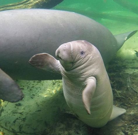 OUR PLANET DAILY on Instagram: “Everybody CLAP!  How adorable is this baby manatee having a ball?  Photo via © @protectingoceans Via @oceans247” Island Aquarium, Baby Manatee, Sea Turtle Art, Sea Cow, Manatees, Silly Animals, Ocean Creatures, Marine Animals, Ocean Animals