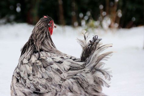 Chocolate Orpington Chickens, Orpington Chicken Colors, Chicken Colors, Orpington Chickens, Buff Orpington Chickens, Buff Orpington, Chicken Coloring, Farm Lifestyle, Chicken Breeds