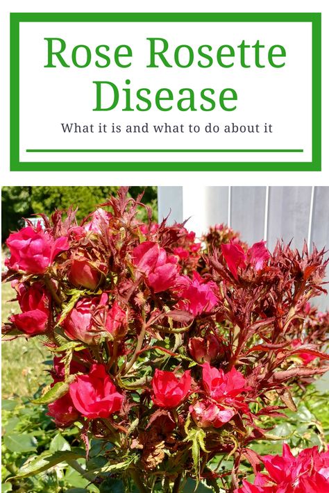 Rose Rosette Disease, Knockout Roses Care, Landscaping Texas, Rosette Disease, Rose Diseases, Knock Out Roses, Rose Plant Care, Pruning Roses, Curb Appeal Landscape