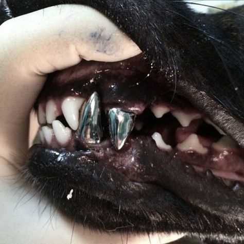 Teeth Aesthetic, Scary Dogs, Dog Dental, Strange Photos, Bad Dog, Dog Teeth, Dog Pin, Dental Implants, Doberman