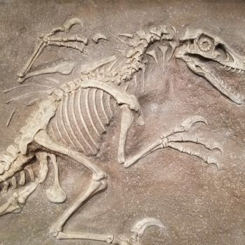 Museum Activities, Bible Science, Creation Museum, Dinosaur Land, Dinosaur Skeletons, Fossil Bones, Tree Stencil, Dinosaur Skeleton, Wooly Mammoth