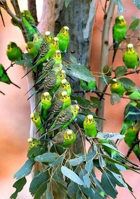 Wild Budgies, Budgerigar Bird, Home Australia, Budgies Bird, Budgie Parakeet, Walking Path, God Artwork, Cute Small Animals, Australian Wildlife