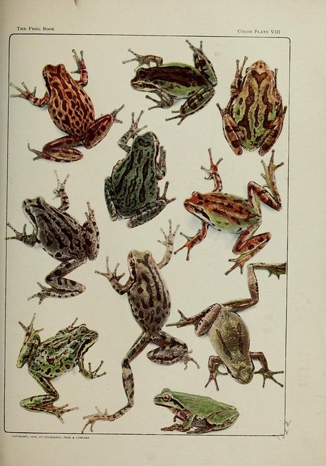 n238_w1150 | The frog book : New YorkDoubleday, Page1907 bio… | Flickr Frog Species, Frog Illustration, Frog Tattoos, Vulture Culture, Frog Art, Nature Posters, Scientific Illustration, Tree Frogs, Reptiles And Amphibians