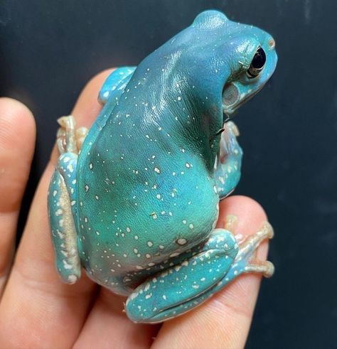 Frog Astethic, Blue Frog, Aesthetic Green Frog, Dark Frog Aesthetic, Fairy Frog Aesthetic, Pet Frog Aesthetic, Dumpy Tree Frog, Whites Tree Frog, Pet Frogs