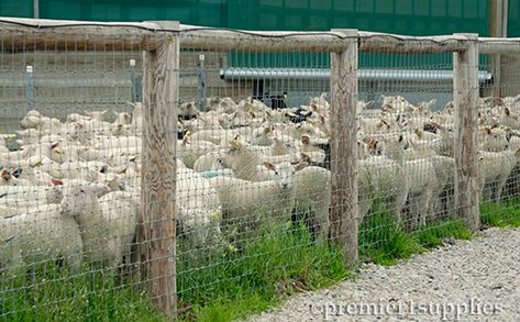 Sheep Pasture Ideas, Sheep Fencing Ideas, Electric Fence For Goats, Electric Fence For Horses, Electric Fencing For Horses, Sheep Fence, Small Fence, Electric Fence, Diy Fence