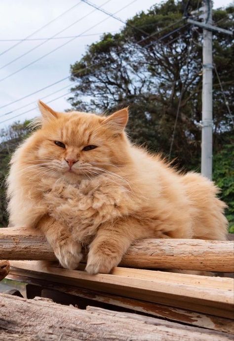 Ginger Persian Cat, Cat Reference Photo, Rhett Abbott, Fluffy Ginger Cat, Orange Persian Cat, Adorable Kittens Funny, Photo Orange, Cat Orange, Cat Reference