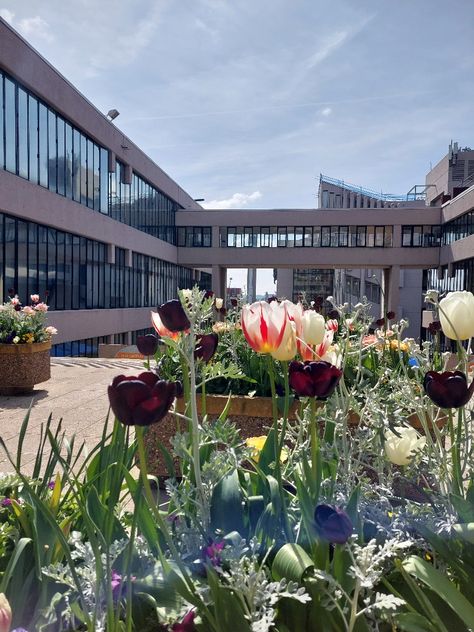 Uni Of Leeds, Leeds Aesthetic, Uni Motivation, Uni Vibes, Leeds University, Black Butterflies, Leeds Uk, Library University, Boston College