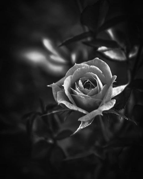 Gothic Roses, Gothic Rose, Beauty In Black, Roses, Black And White, Flowers, Photography, White, Quick Saves