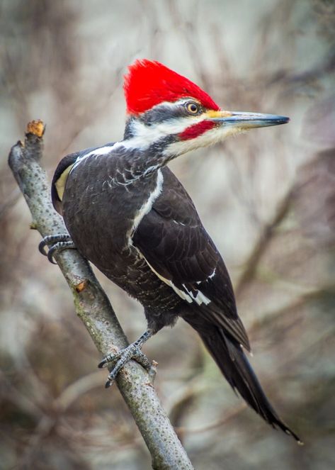 Pileated Woodpecker | Sally Wood Nature Photography Pileated Woodpecker, Bird Carving, Woodpeckers, Wood Bird, Airbrush Art, Nature Birds, Backyard Birds, Bird Pictures, Bird Drawings