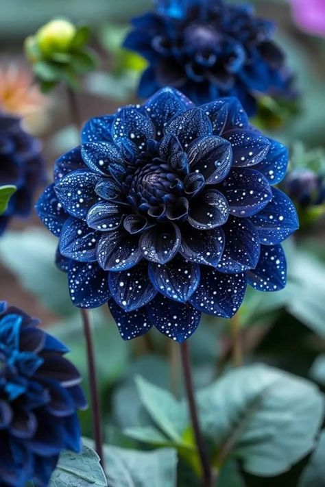 Rare Flowers Aesthetic, Dark Colored Flowers, Black Flowers Wallpaper, Cool Flowers, Pretty Flowers Pictures, Pictures Of Flowers, Goth Garden, Dark Blue Flowers, Blue Dahlia