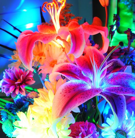 http://www.flickr.com/photos/emellin66/5525405119/ Neon Plants, Neon Nature Aesthetic, Neon Tropical Aesthetic, Neon And Plants Aesthetic, Pixie Aesthetic, Lily Seeds, Neon Tropical Flower Phtotography, Lily Bulbs, Neon Flowers