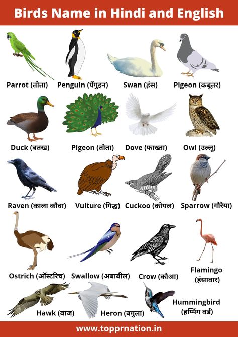 Birds Name Birds Name With Picture In Hindi, Birds Name In Hindi And English, Birds Name With Picture, Birds Name In Hindi, Flowers Name In English, Birds Name List, Animals Name With Picture, Birds Name, Name Of Vegetables